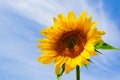 Lonely sunflower flower on a background of a beautiful sky with copy space. Sunflower close-up against a blue sky Royalty Free Stock Photo