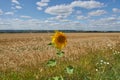 A lonely sunflower Royalty Free Stock Photo