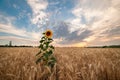 Lonely sunflower in wheat field Royalty Free Stock Photo