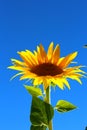 lonely sunflowers Royalty Free Stock Photo