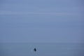 Lonely surfer on flat Pacific Ocean waiting for the wave, Mancor Royalty Free Stock Photo