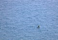 Lonely surfer on Lake Garda, near Manerba del Garda. Italy, Europe.