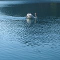 Lonely swan