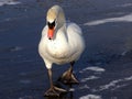 Lonely swan on ice