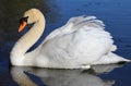 Lonely swan on lake