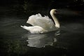 Lonely swan with reflection