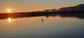 Lonely swan on the river at sunset Royalty Free Stock Photo