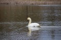 Lonely swan seiming on the lake. Sring is coming.