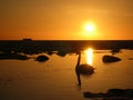 Lonely swan on a smooth seawater