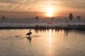 Lonely swan standing on the icy lake, surrounded by snow-covered plants during the sunset Royalty Free Stock Photo