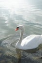 Lonely swan at the water with space for your content