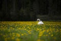 A lonely swan on a yellow flower meadow in Finland.