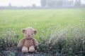 Lonely Teddy Bear sitting and picnic on grass Royalty Free Stock Photo