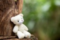 Lonely teddy sitting alone at woodl on nature background Royalty Free Stock Photo