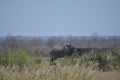 A lonely but thirsty African Elephant.