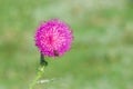 Lonely thistle