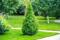 Lonely thuja, arborvitae in the garden Royalty Free Stock Photo