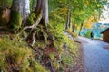 Lonely tourist walks near the lake in the autumn forest with old trees with green moss Royalty Free Stock Photo