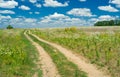 Lonely track in flowering steppe