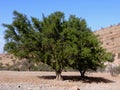 Lonely tree Royalty Free Stock Photo