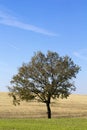 Lonely tree Royalty Free Stock Photo