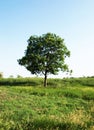 Lonely tree