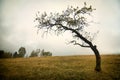 Lonely tree Royalty Free Stock Photo