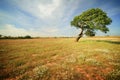 Lonely tree Royalty Free Stock Photo