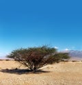 Lonely tree Royalty Free Stock Photo