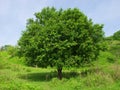 Lonely tree Royalty Free Stock Photo