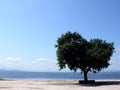 A lonely tree Royalty Free Stock Photo