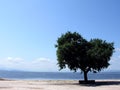 A lonely tree Royalty Free Stock Photo