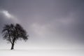 Lonely tree Royalty Free Stock Photo