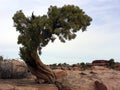 Lonely Tree Royalty Free Stock Photo