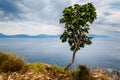 Lonely Tree and Adriatic Sea in Background, Dalmatia Royalty Free Stock Photo