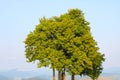 A lonely tree against a backdrop of blue sky and mountains. Royalty Free Stock Photo