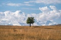 Lonely tree against the backdrop of Mount Elbrus. Snowy peak of Mount Elbrus. Road to Dzhyly Su. Caucasus mountains. Jilly-Su Royalty Free Stock Photo