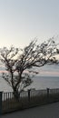 A lonely tree against the background of the cold gray sea and sky. A symbolic picture of loneliness, sadness, longing.