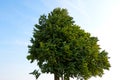 A lonely tree against a blue sky Royalty Free Stock Photo