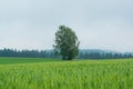 Lonely tree against the blue sky behind a wheat field Royalty Free Stock Photo