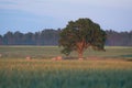 lonely  tree against blue sky in the field of wheat Royalty Free Stock Photo