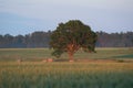 lonely  tree against blue sky in the field of wheat Royalty Free Stock Photo