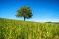 Lonely tree against blue sky Royalty Free Stock Photo