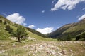 Lonely tree against blue sky in mountain valley