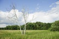 Lonely tree against blue sky scenic Royalty Free Stock Photo