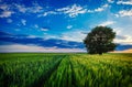 Lonely tree against a blue sky Royalty Free Stock Photo