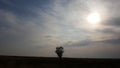 Lonely tree against a blue sky at sunset. The lone tree stands on the heart of a wide field