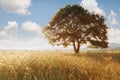 Lonely tree against a blue sky at sunset Royalty Free Stock Photo