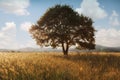 Lonely tree against a blue sky at sunset Royalty Free Stock Photo