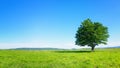 Lonely tree against blue sky Royalty Free Stock Photo